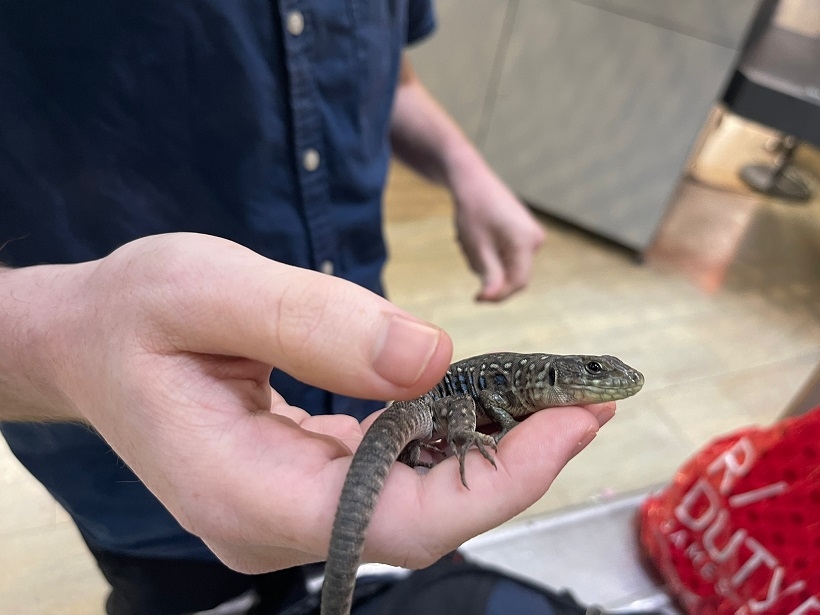 פורטל הכרמל