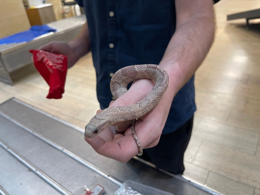 פורטל הכרמל