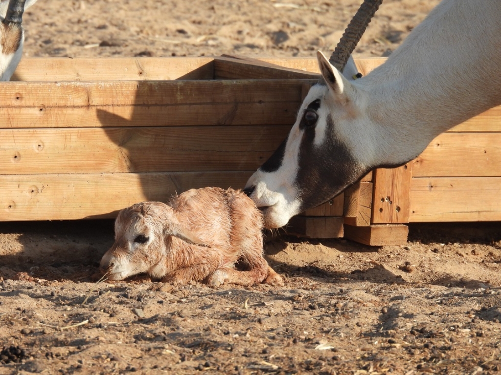 אמא לאחר ההמלטה