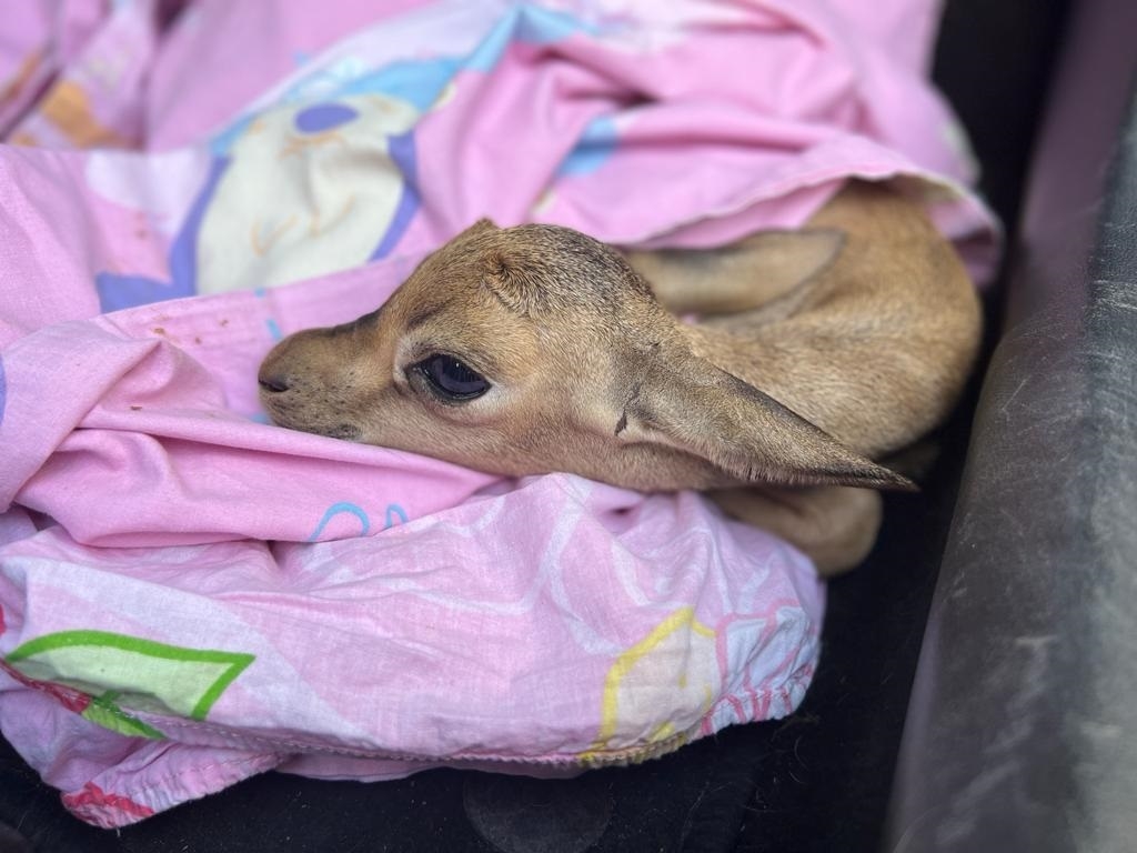 פורטל הכרמל