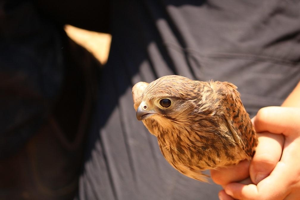 החיבולנס מצילי חיות בכל רחבי הארץ