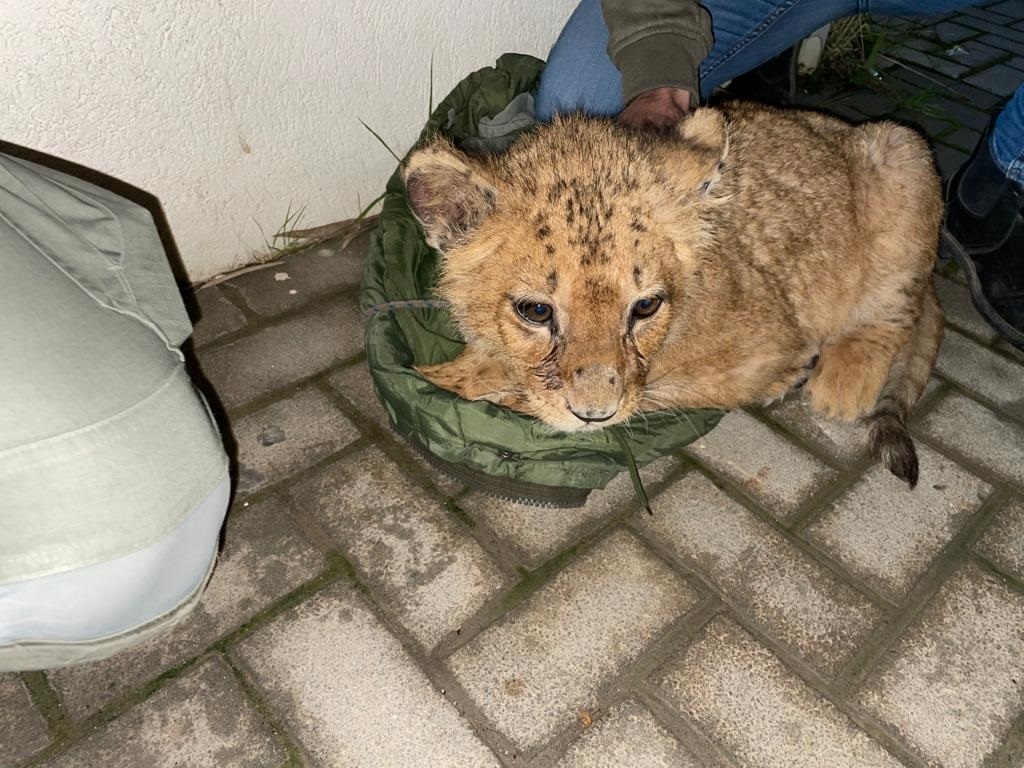 פורטל הכרמל