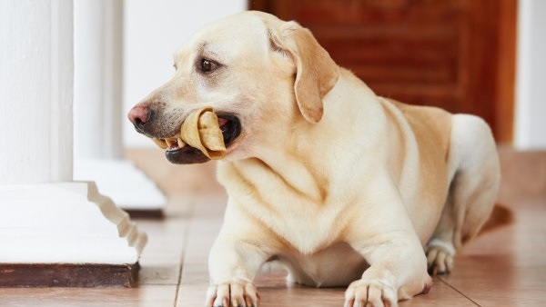 האם עצמות בטוחות לכלבים?
