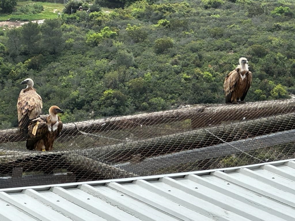 פורטל הכרמל