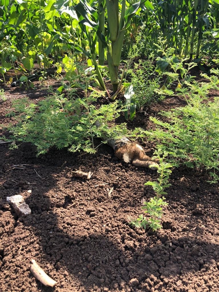 פורטל הכרמל