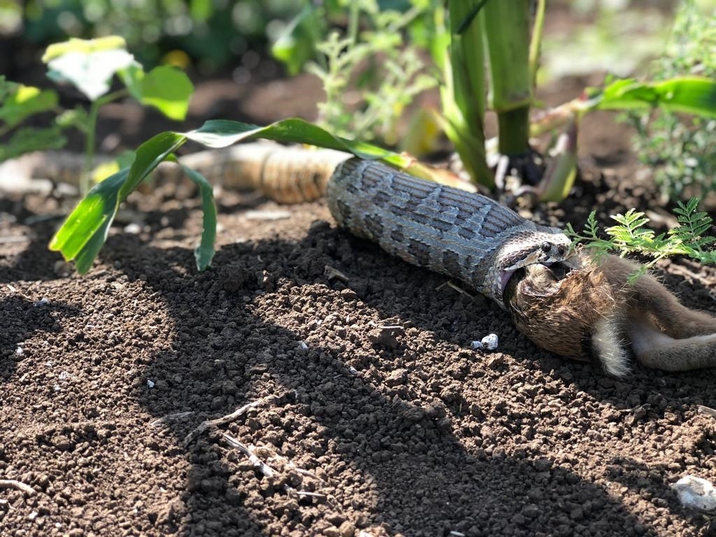 נחש בלע ארנבת