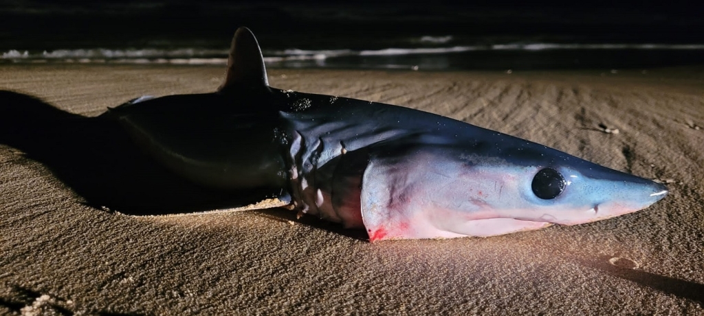 פורטל הכרמל