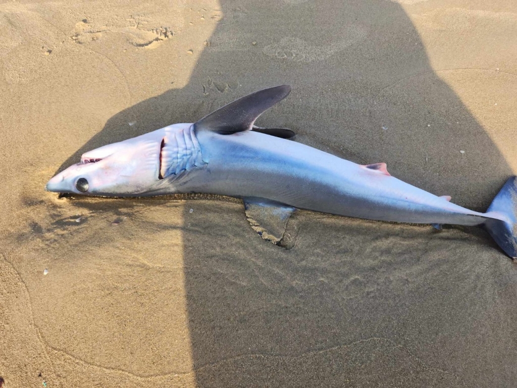 כריש עמלץ כחול נמצא בחוף מעיין צבי