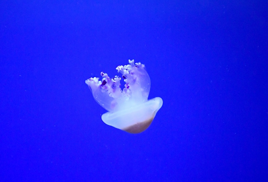 לאן נעלמו המדוזות?