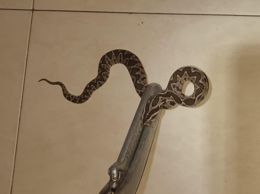 בן 7 התעורר בצרחות כאב נחש צפע נמצא בארון