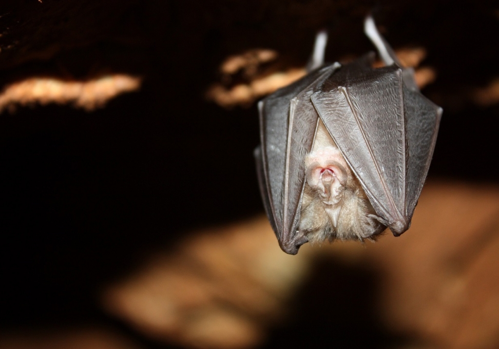עטלפים נדירים במערה בצפון