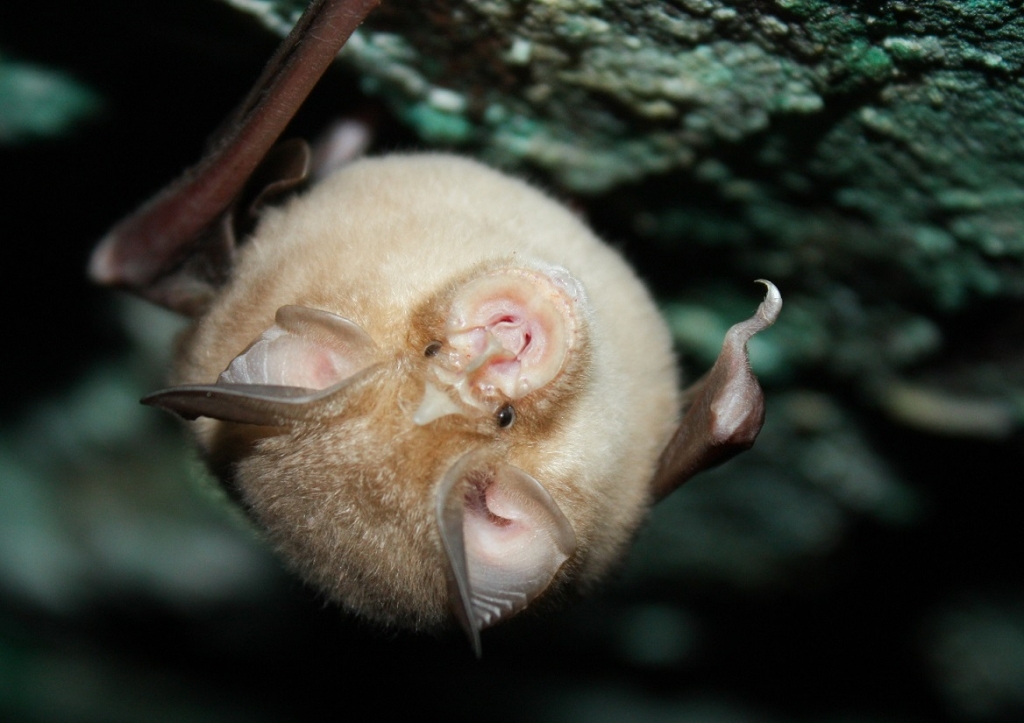 פורטל הכרמל