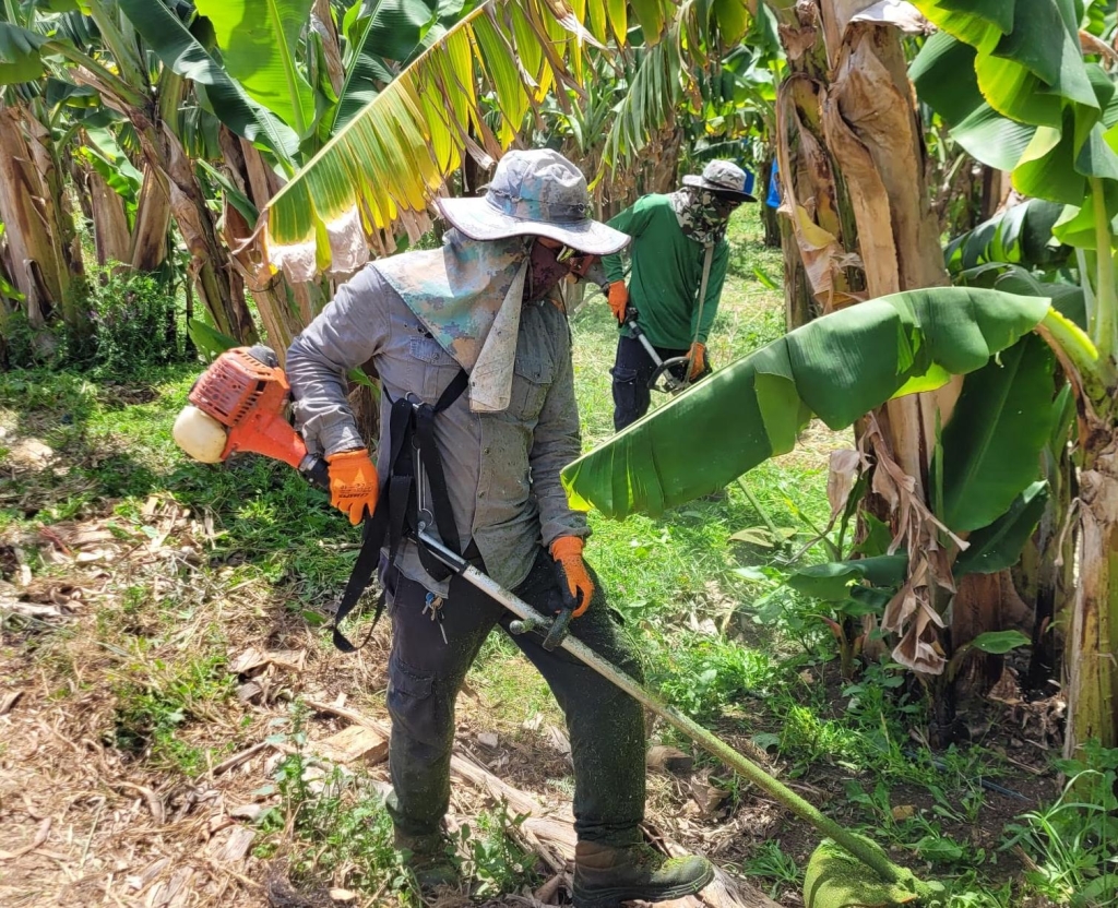 איך הפכה הבננה לפצצת אנרגיה צהובה