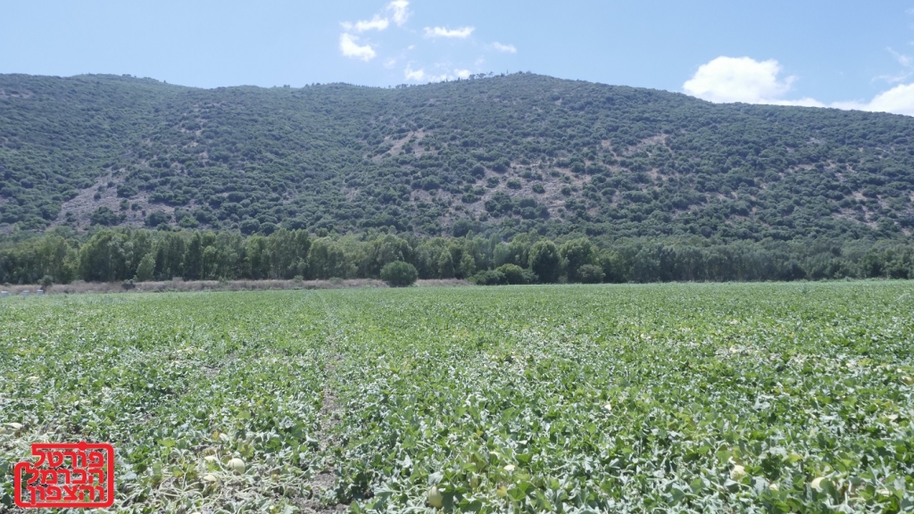 פורטל הכרמל