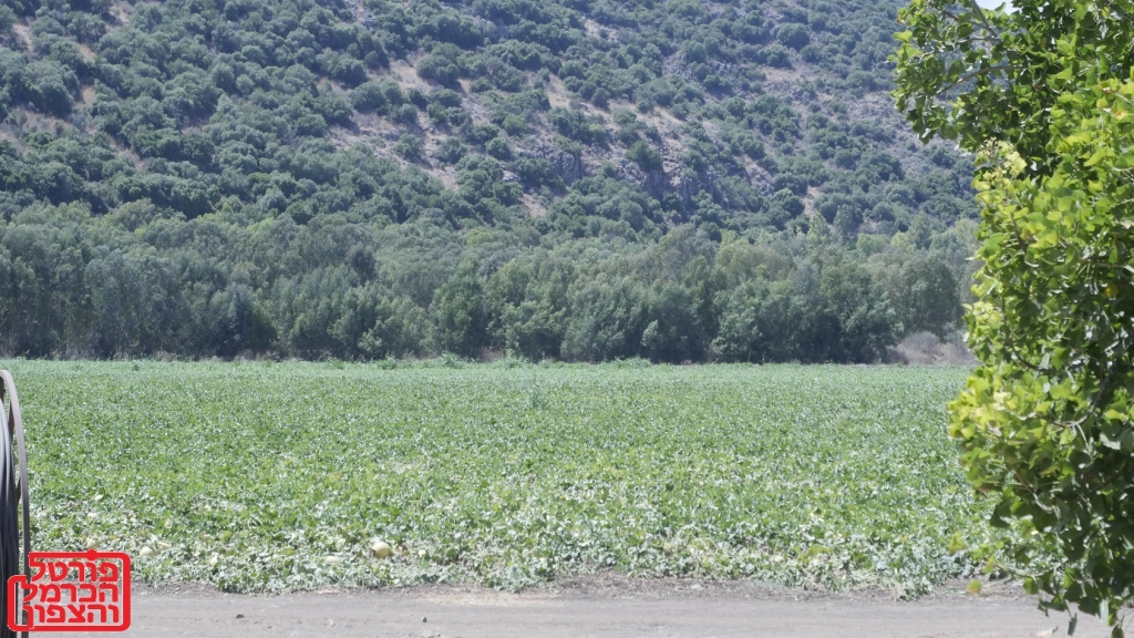 טבח תכנוני על שארית אדמות הדרוזים בג'למה