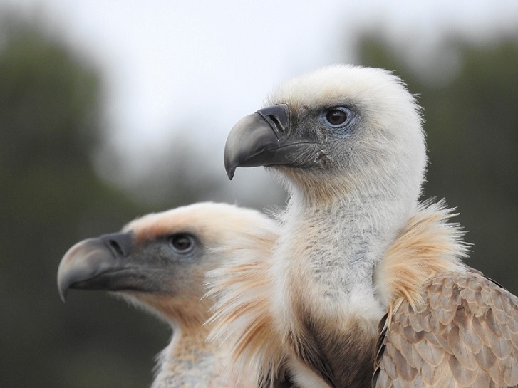 יש נשר בשמים