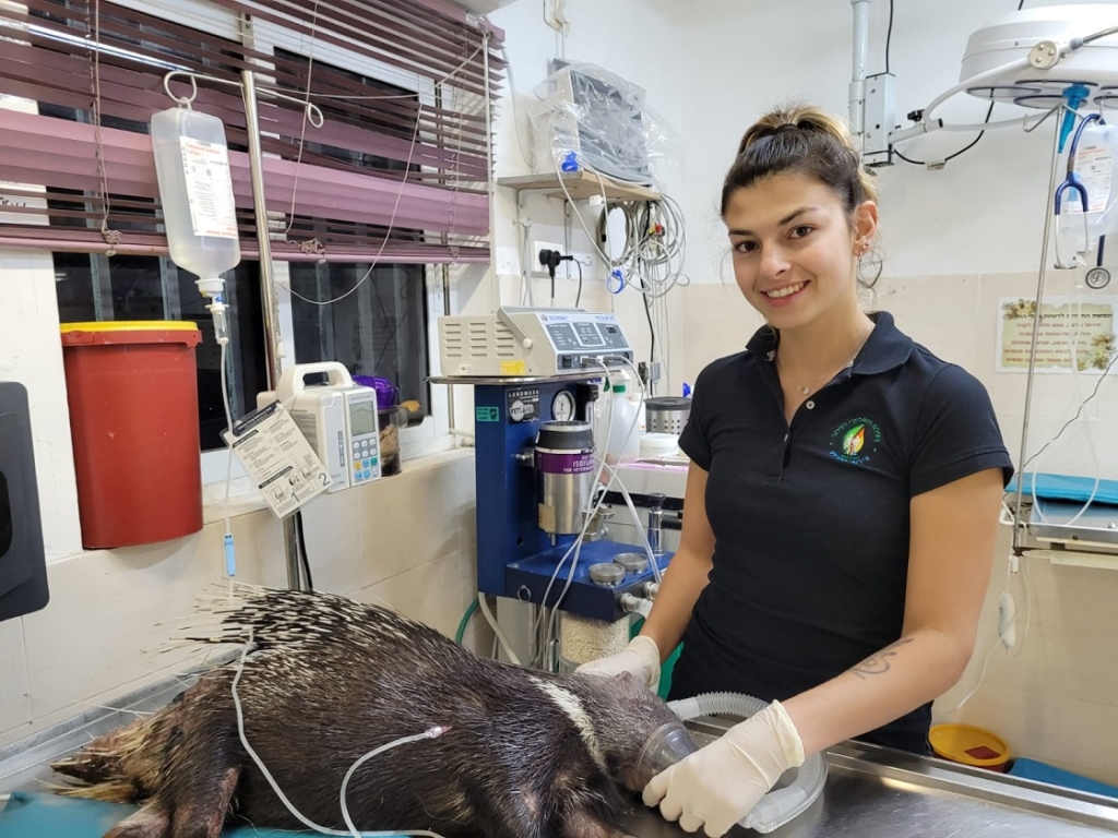 דורבן שנפגע מנפילת רסיס רקטה בראשון לציון ניצל