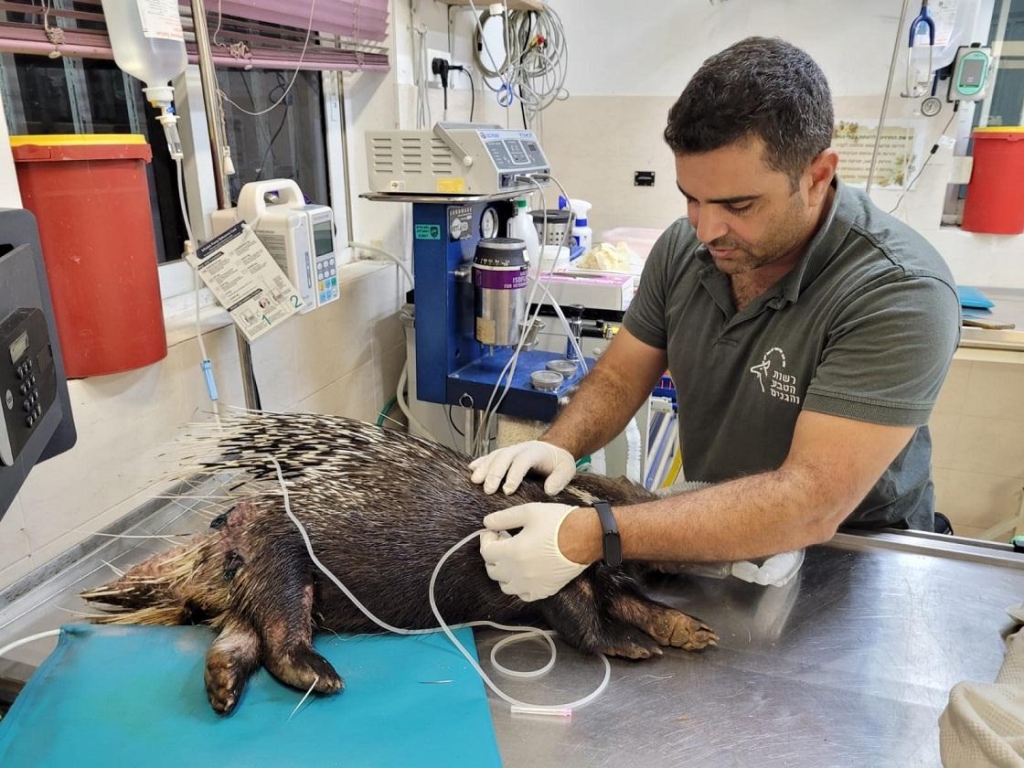 פורטל הכרמל