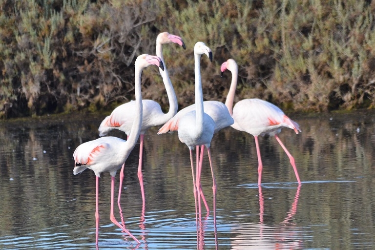 צובעים את הטבע בורוד