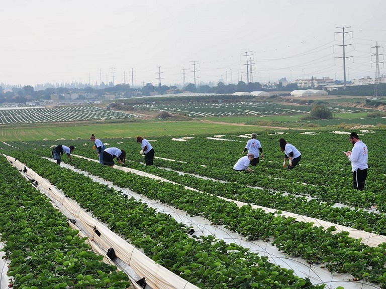 מטפלי ועובדי בית חם לבריאות הנפש עוזרים בחקלאות
