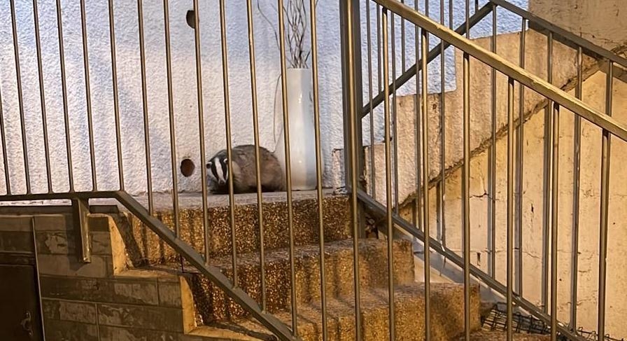 גירית הופיעה בבניין בטבריה