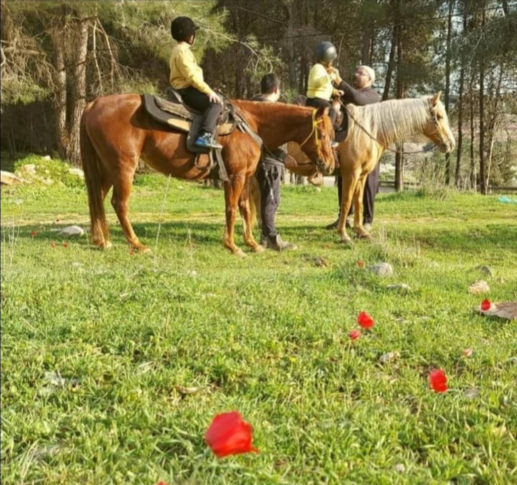 פורטל הכרמל
