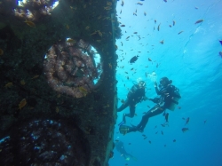 שוניות מלאכותיות מגנות על שוניות האלמוגים באילת