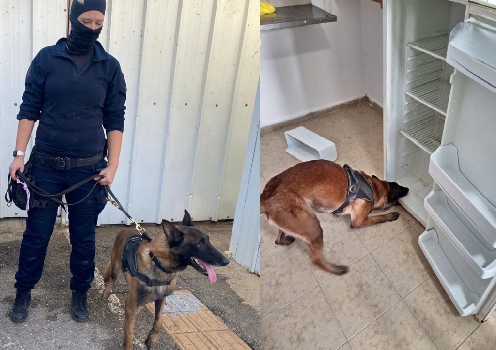 לוחמים בעזרת כלבים איתרו סמים בכלא שיטה