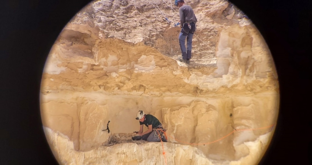 גוזל נשר שאביו הורעל הגיע לכרמל