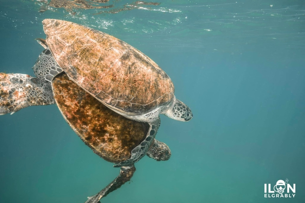 פורטל הכרמל