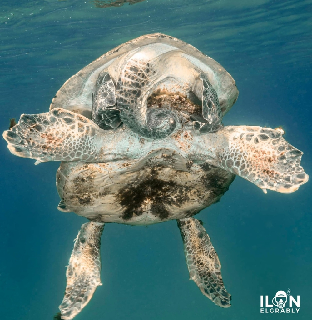 הזדווגות צבי ים לשנת 2024 בשדות הים 