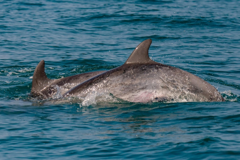 דולפיננים מצויים באים לבקר