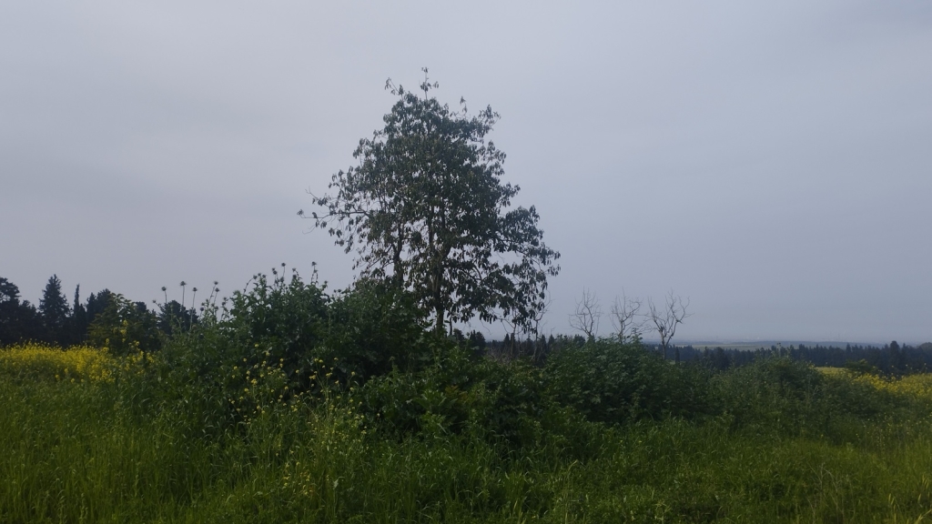 שערים יציגים למטבעות חוץ מיום 14/06/2024