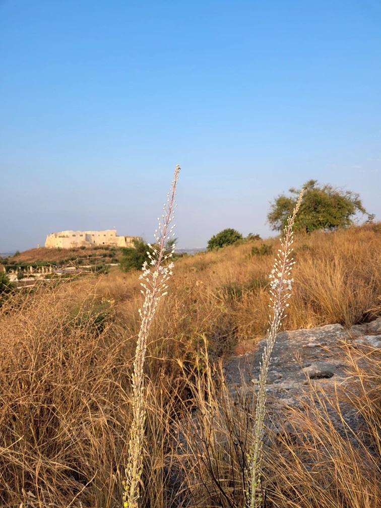 פורטל הכרמל