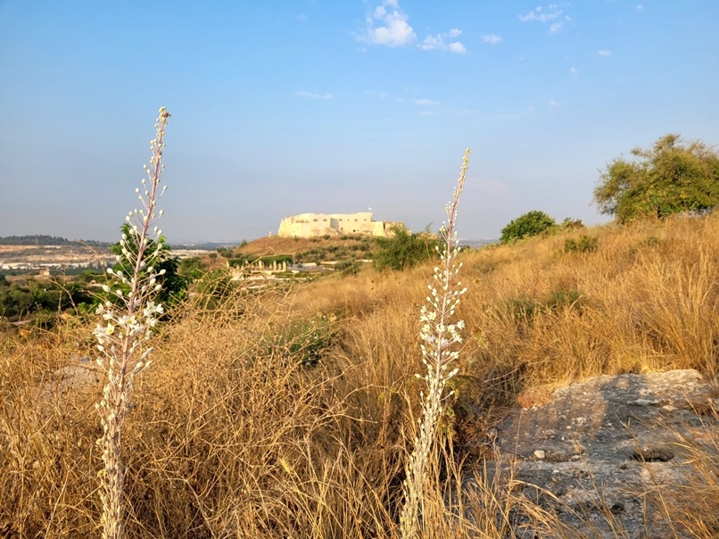 חצבים הקדימו לפרוח כבר בחודש יוני