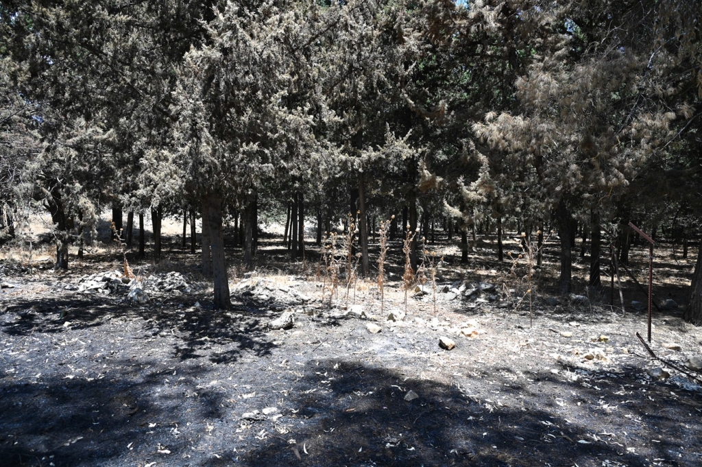 פורטל הכרמל