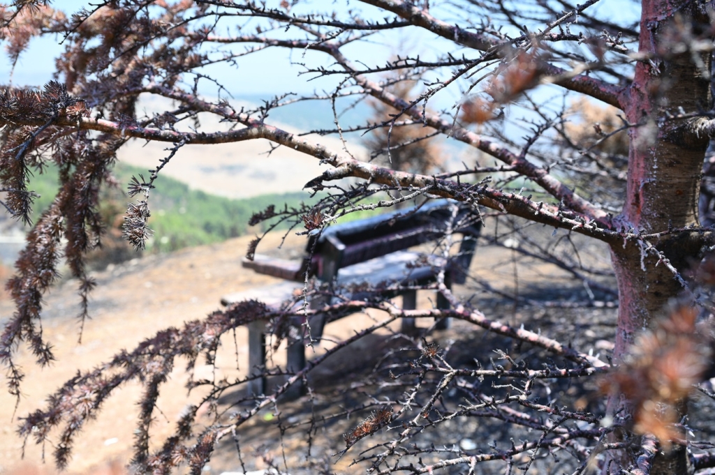 קק"ל חושפת את הנזקים שנגמרו לטבע בצפון