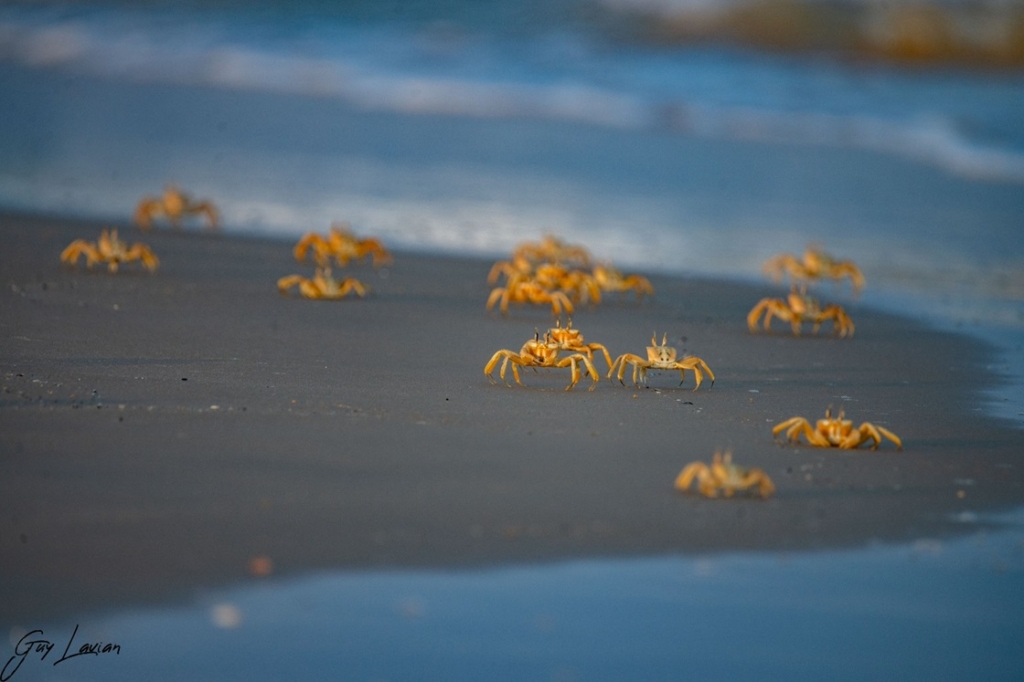 תופעה נדירה בחוף הים של ראשון לציון