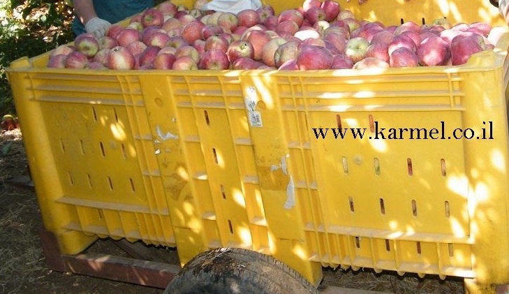 מי גרם להתייקרות מחירי הפירות והירקות לצרכן?