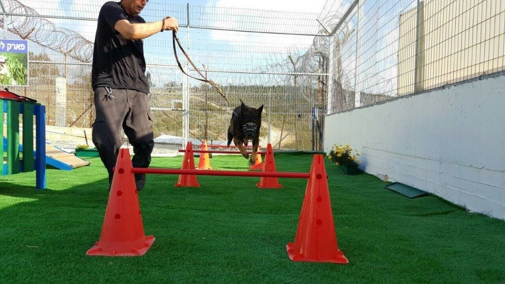 מבט אל פנסיון הכלבים המבצעיים של שב"ס