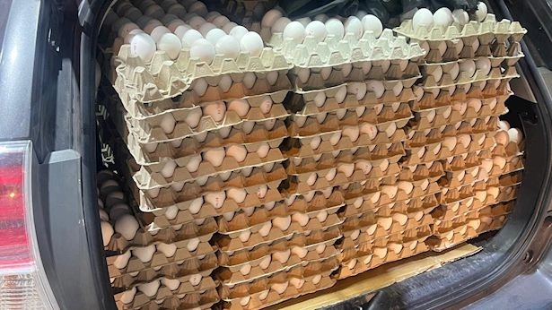 לוחמי מג"ב תפסו מאות תבניות ביצים מזויפות מהשטחים