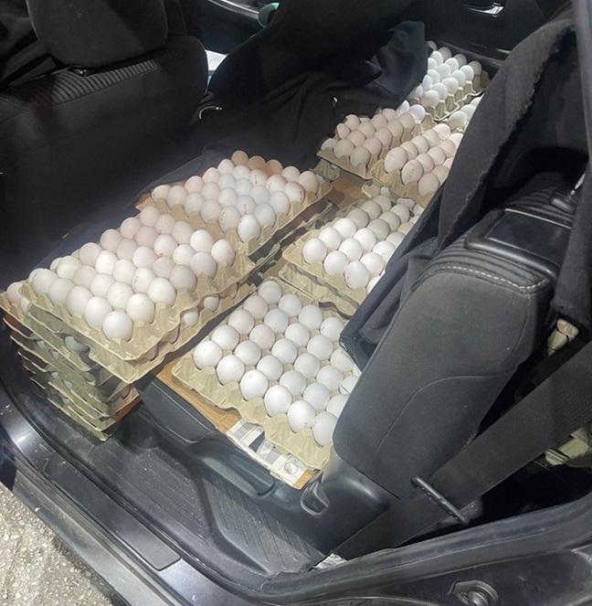 פורטל הכרמל