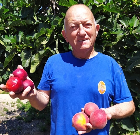 לצרוך פירות טריים ישראלים במקום פירות מיובשים ומיובאים