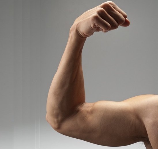 תפריט מסה המדריך המקיף לבניית שריר