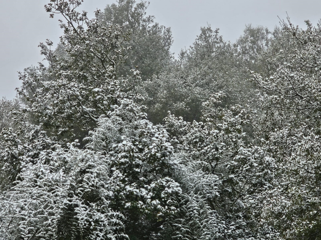 פורטל הכרמל