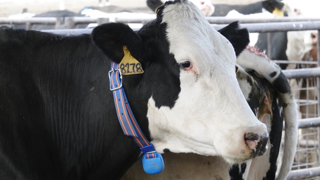 מאבק הרפתנים נגד שר האוצר סמוטריץ יצא לדרך