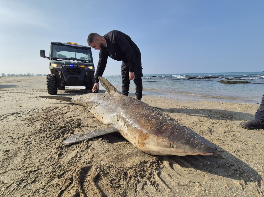 כרישה בהריון נפלטה מתה ונותחה לזהות את סיבת המוות