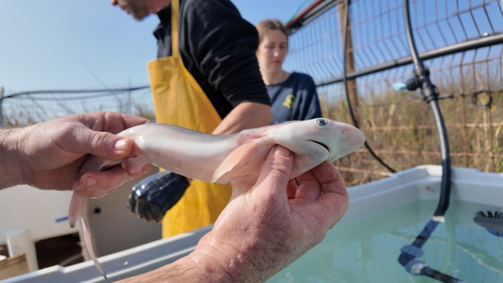 פורטל הכרמל