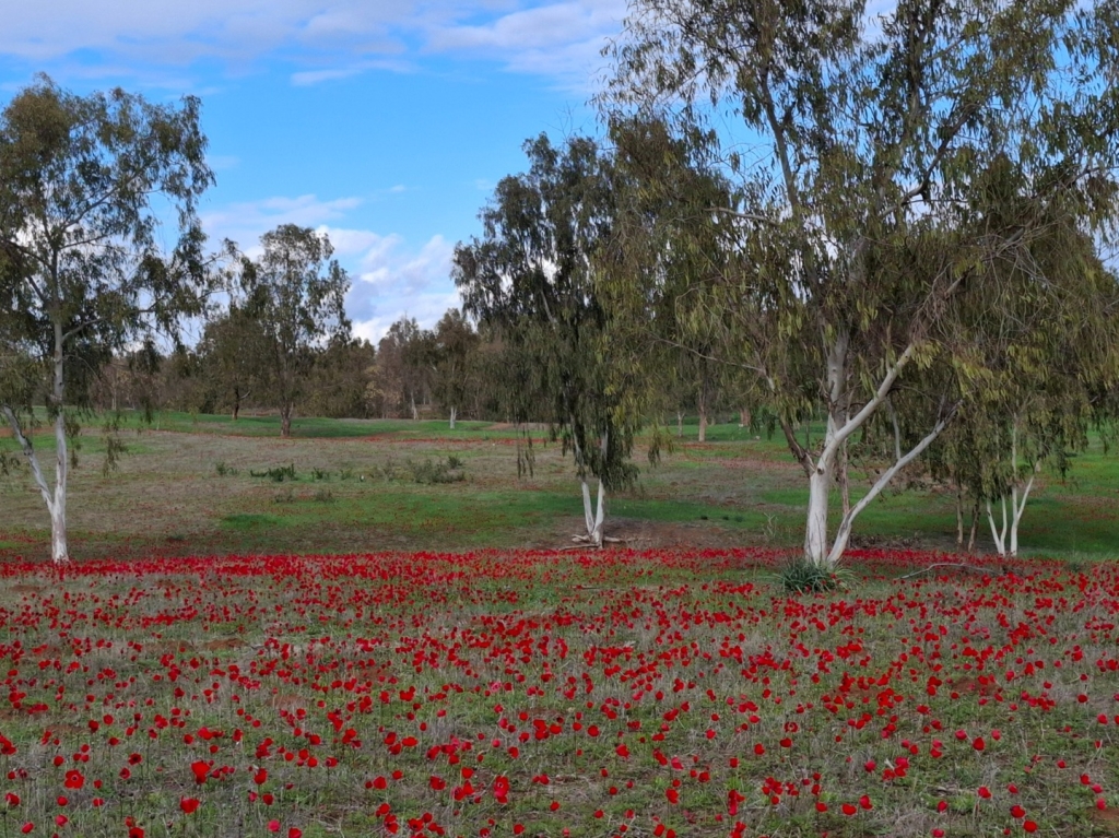 עם פרחי הבר