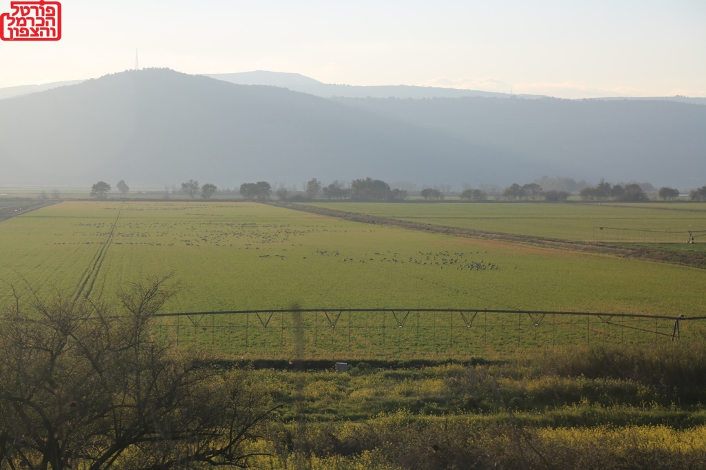 פורטל הכרמל